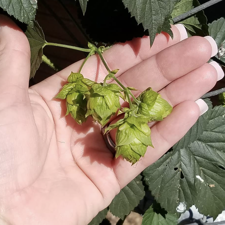 Common, Humulus (Hops) Seeds - 50 Seeds image number null